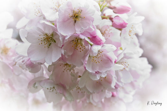 Victoria's Cherry Blossom